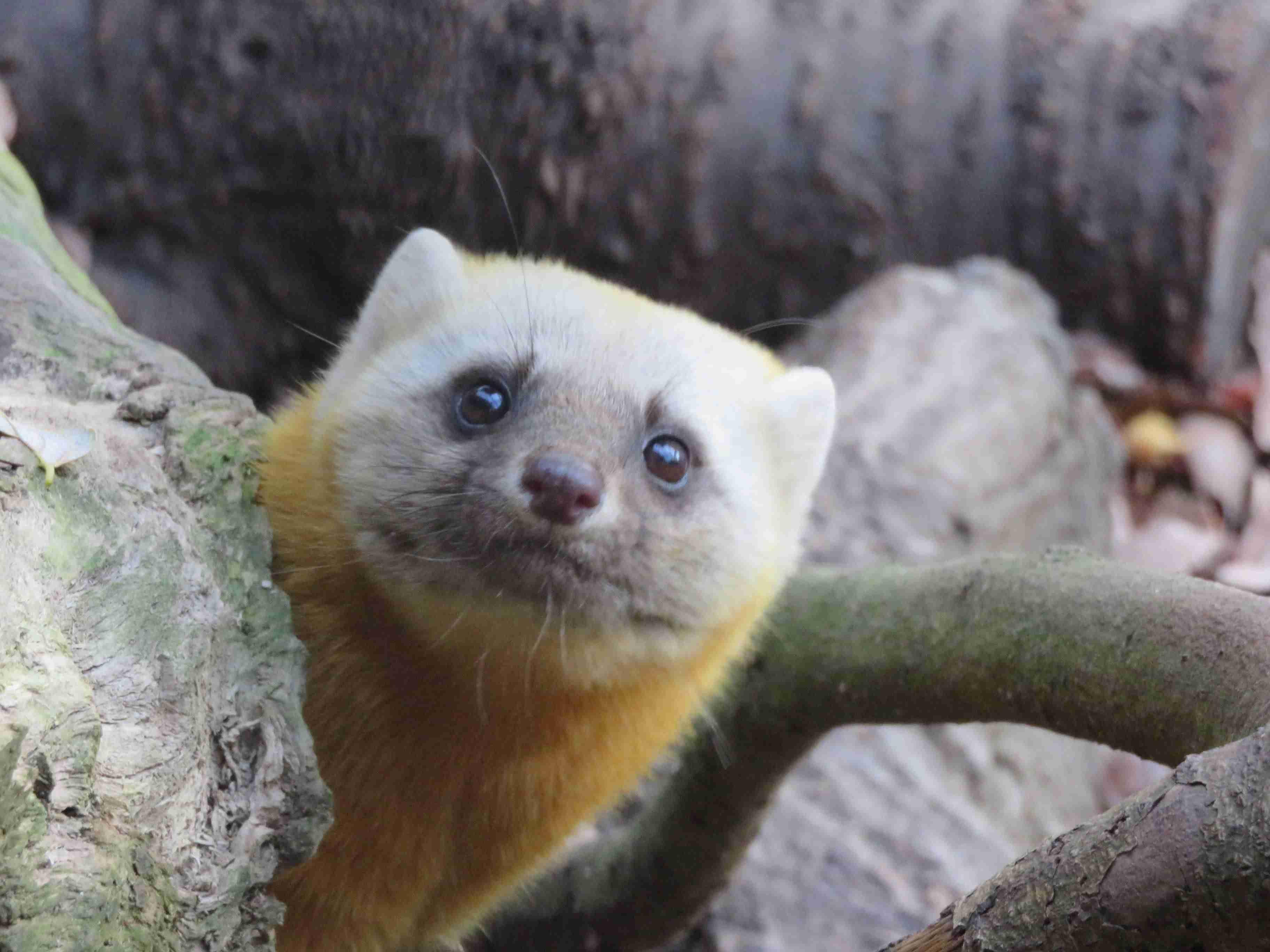 動物園にいる  主役にはなれないけど私はこの子が好きなの！と紹介したい動物