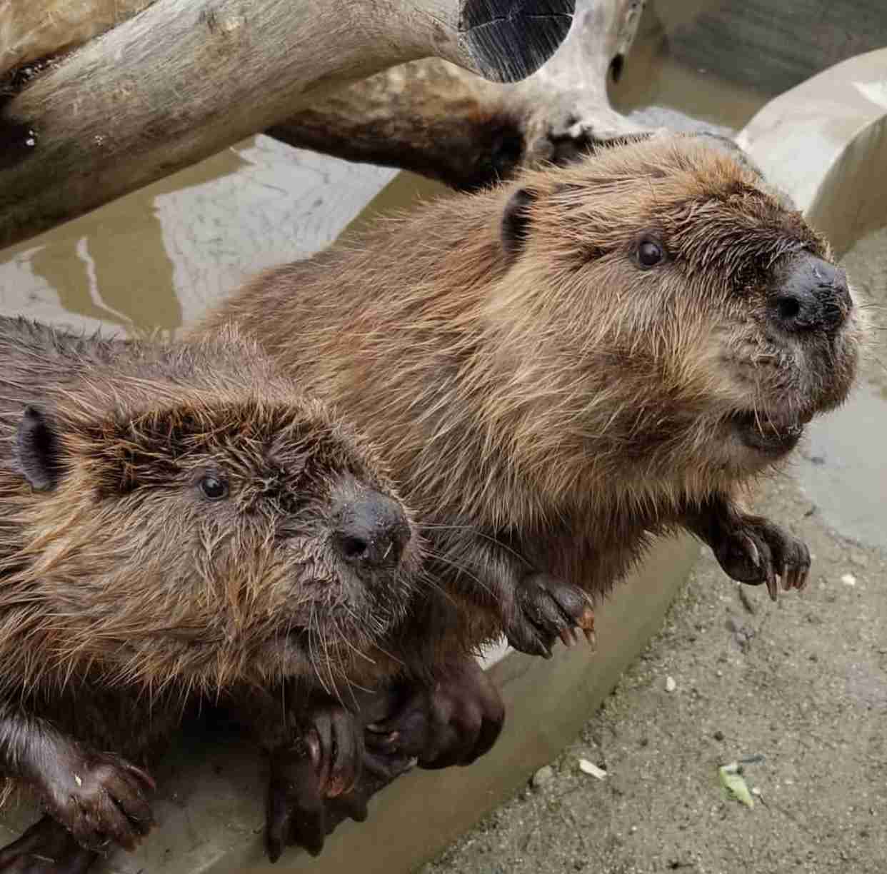 動物園にいる  主役にはなれないけど私はこの子が好きなの！と紹介したい動物