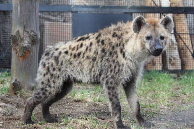 動物園にいる  主役にはなれないけど私はこの子が好きなの！と紹介したい動物