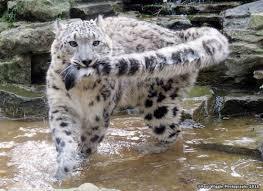 動物園にいる  主役にはなれないけど私はこの子が好きなの！と紹介したい動物