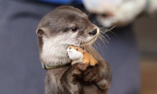 動物園にいる  主役にはなれないけど私はこの子が好きなの！と紹介したい動物