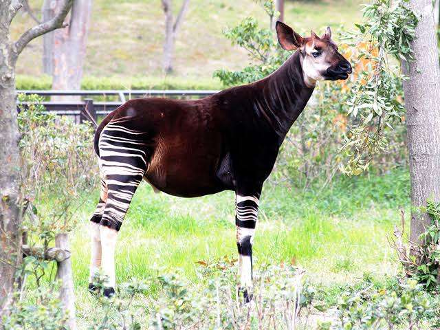 動物園にいる  主役にはなれないけど私はこの子が好きなの！と紹介したい動物