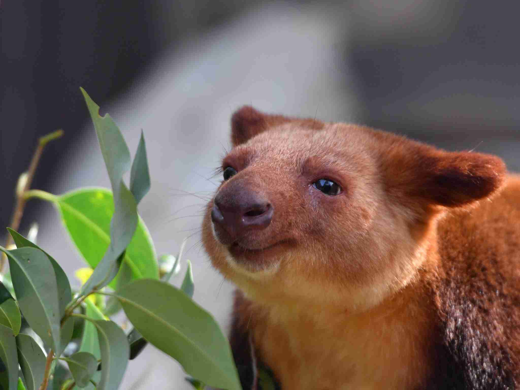 動物園にいる  主役にはなれないけど私はこの子が好きなの！と紹介したい動物