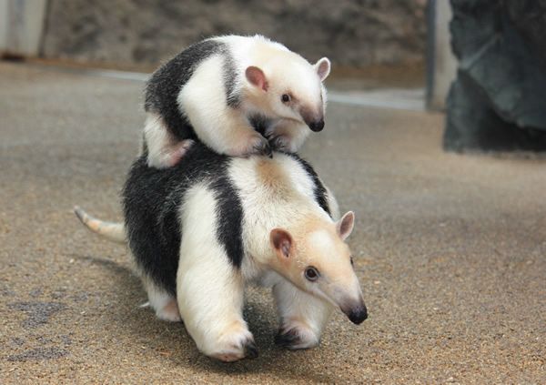 動物園にいる  主役にはなれないけど私はこの子が好きなの！と紹介したい動物