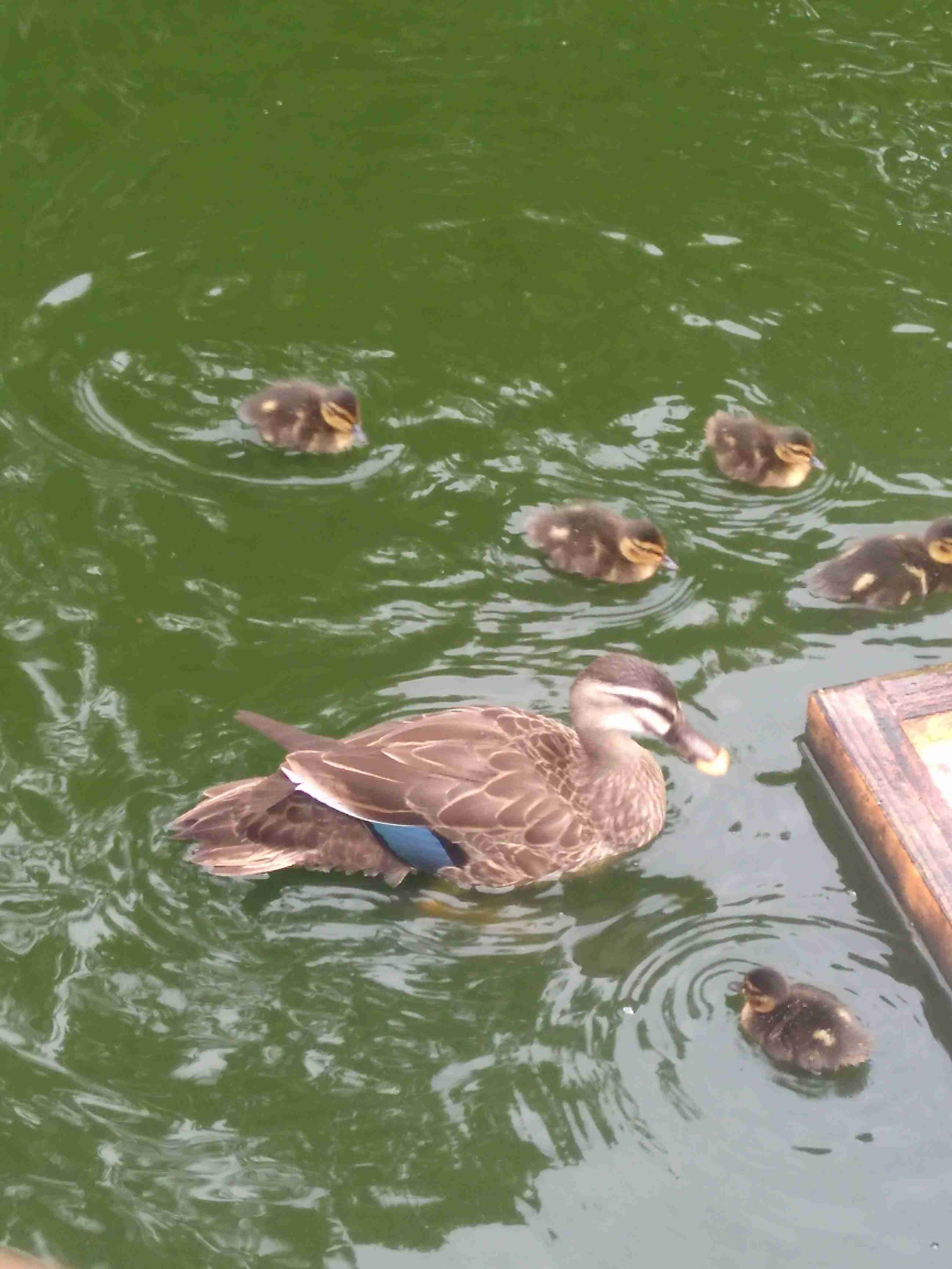 動物園にいる  主役にはなれないけど私はこの子が好きなの！と紹介したい動物