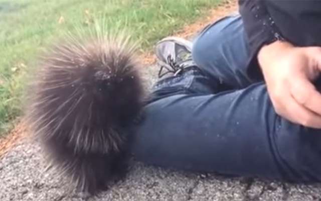 動物園にいる  主役にはなれないけど私はこの子が好きなの！と紹介したい動物