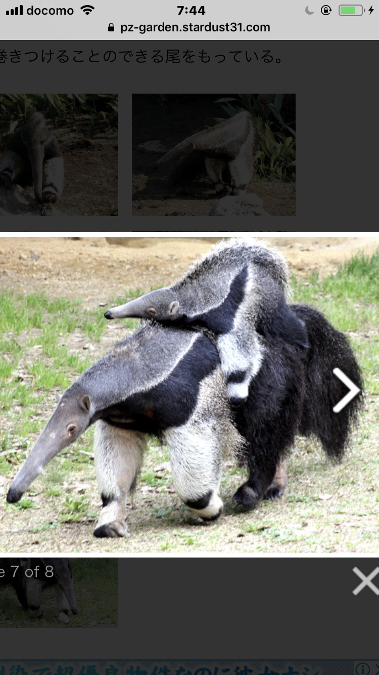 動物園にいる  主役にはなれないけど私はこの子が好きなの！と紹介したい動物