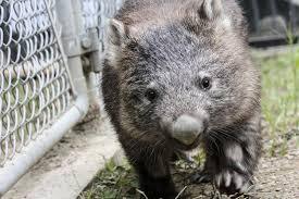 動物園にいる  主役にはなれないけど私はこの子が好きなの！と紹介したい動物