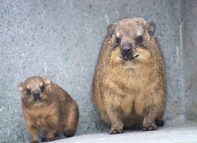 動物園にいる  主役にはなれないけど私はこの子が好きなの！と紹介したい動物