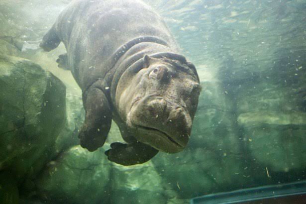 動物園にいる  主役にはなれないけど私はこの子が好きなの！と紹介したい動物