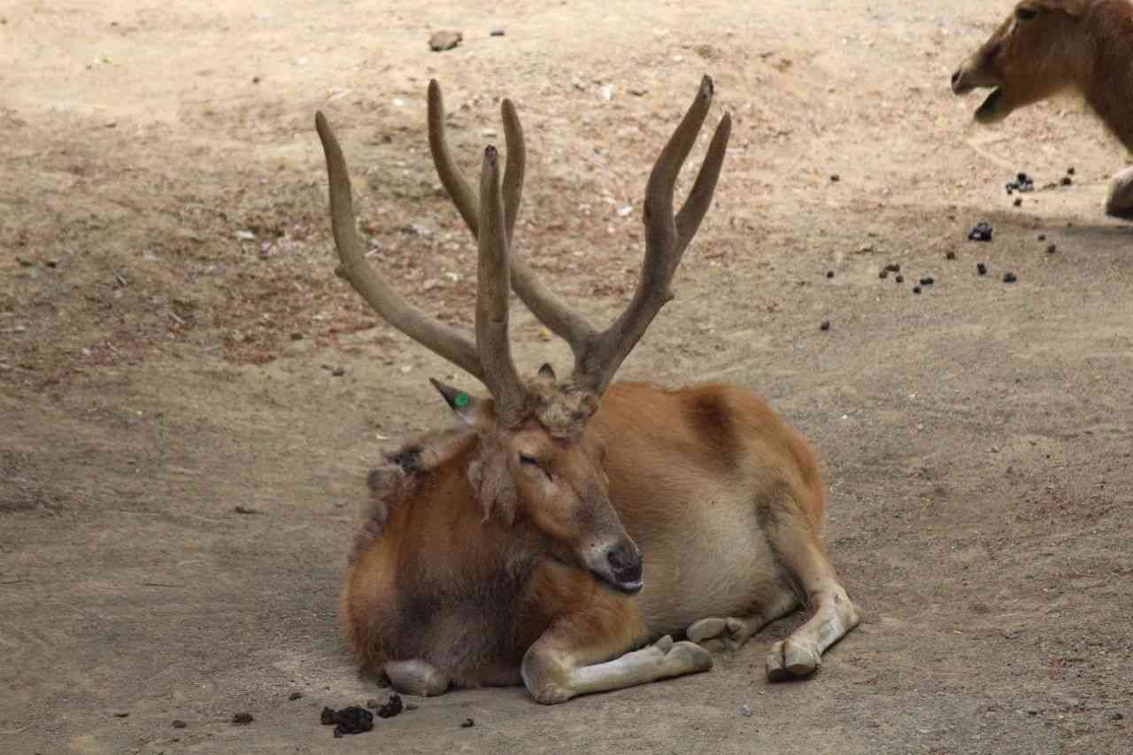 動物園にいる  主役にはなれないけど私はこの子が好きなの！と紹介したい動物
