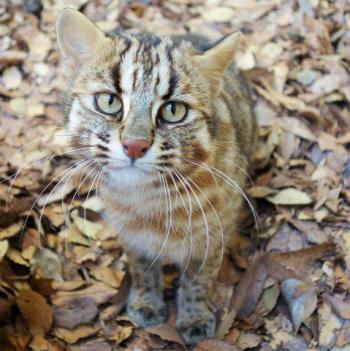 動物園にいる  主役にはなれないけど私はこの子が好きなの！と紹介したい動物