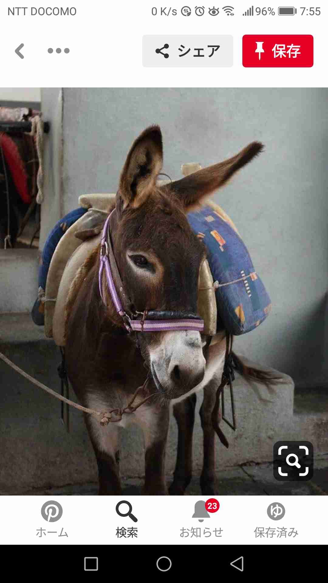 動物園にいる  主役にはなれないけど私はこの子が好きなの！と紹介したい動物