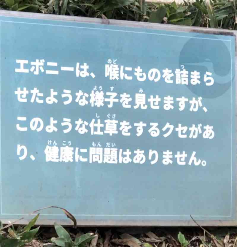 動物園にいる  主役にはなれないけど私はこの子が好きなの！と紹介したい動物