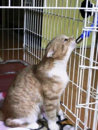 【飼い猫】お悩み相談室