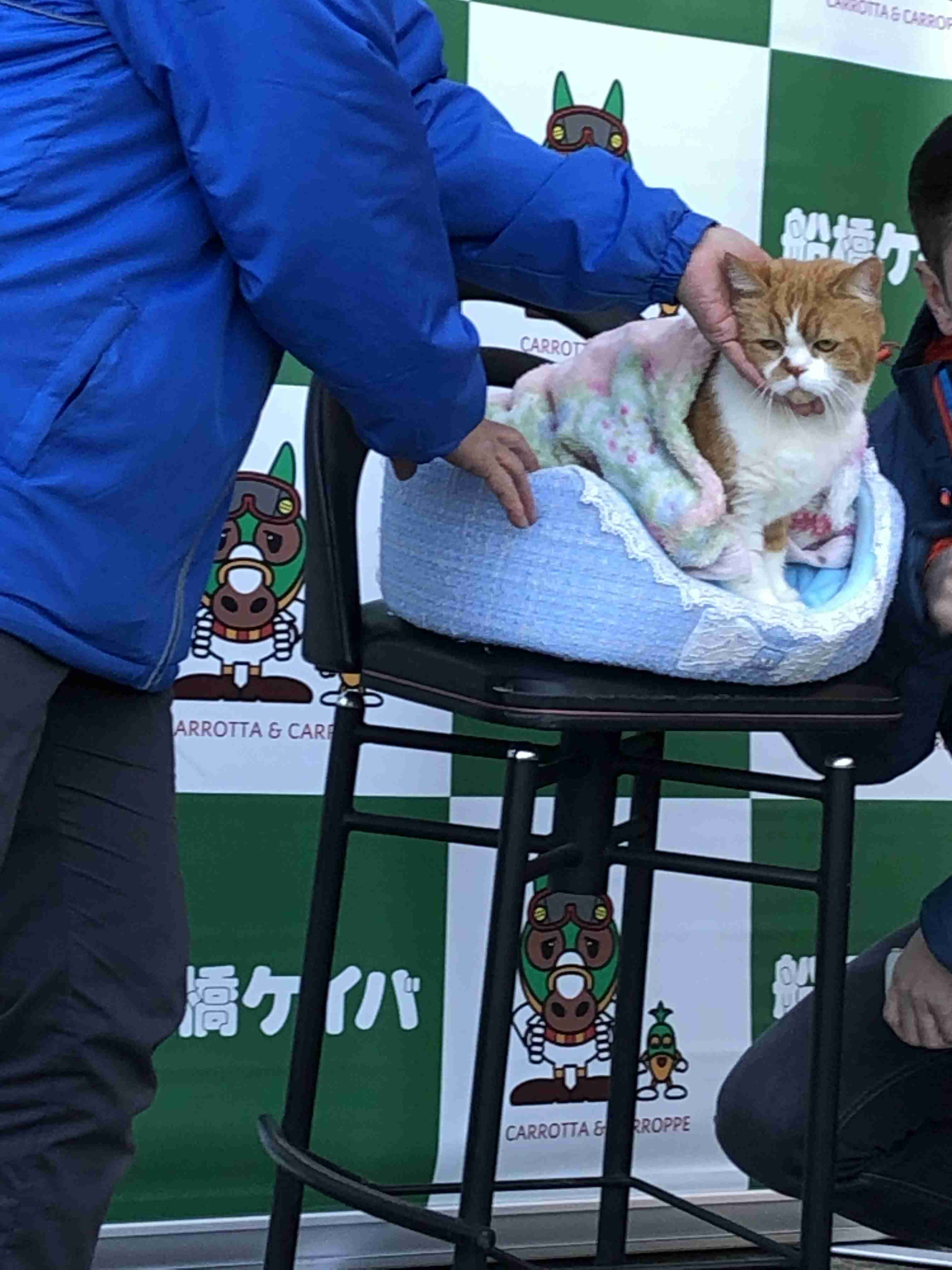 【飼い猫】お悩み相談室