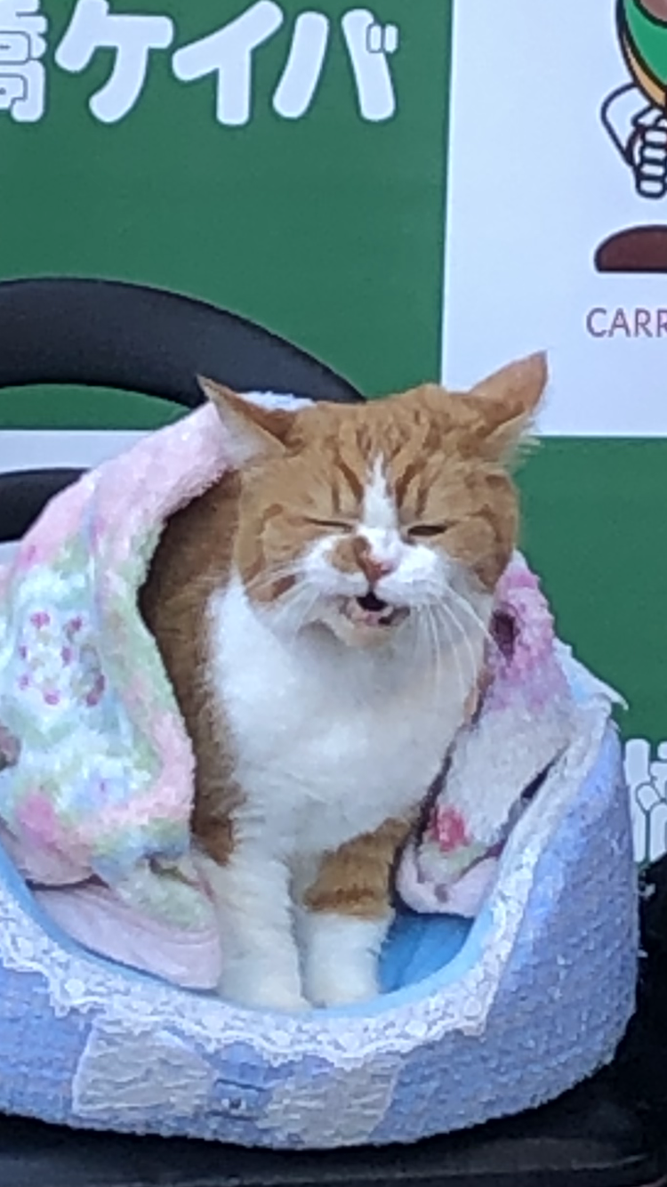 【飼い猫】お悩み相談室