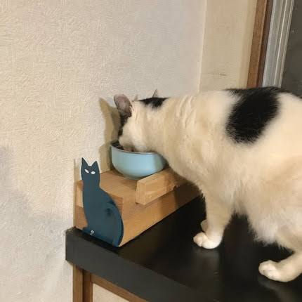 【飼い猫】お悩み相談室