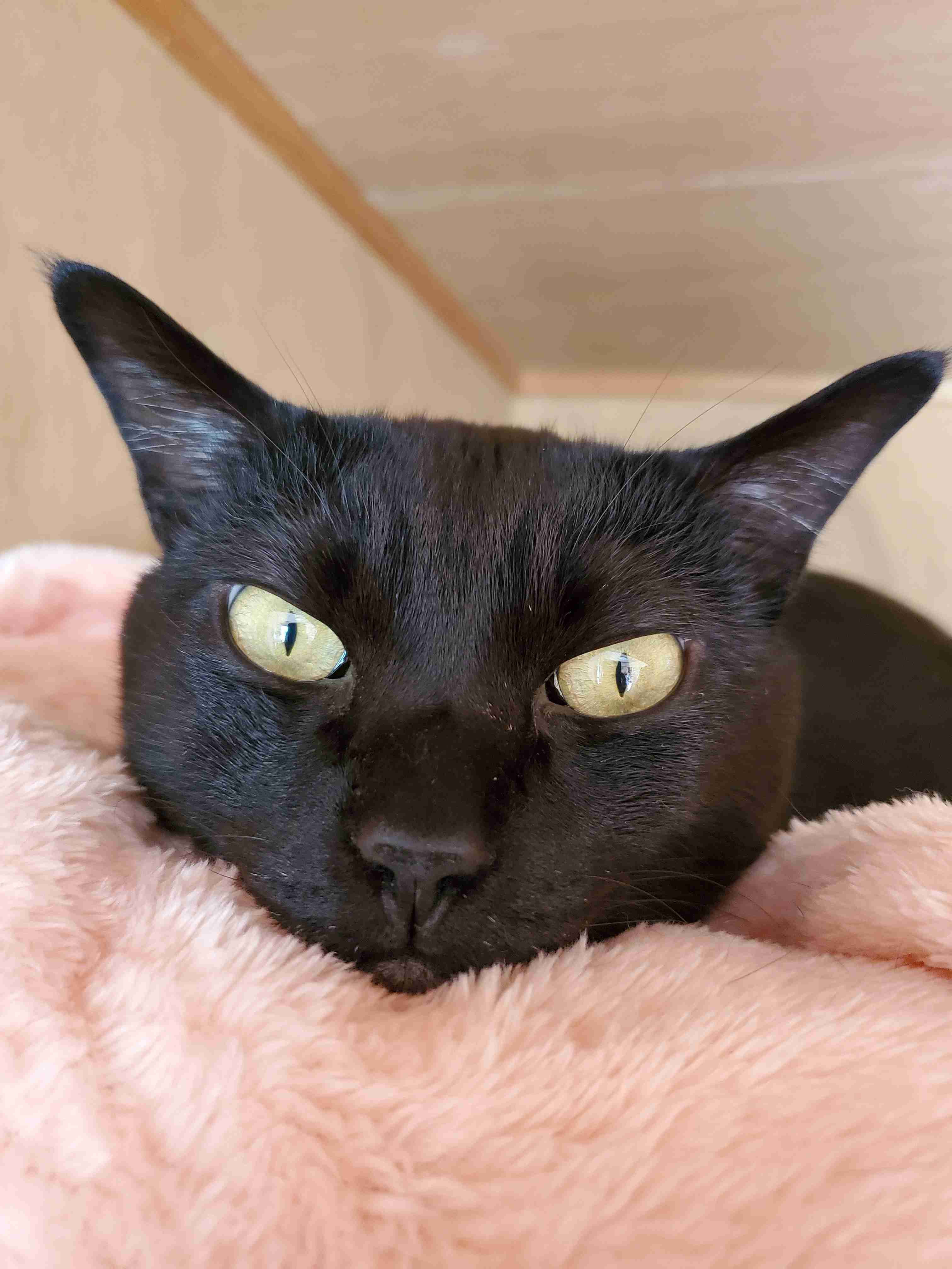 【飼い猫】お悩み相談室