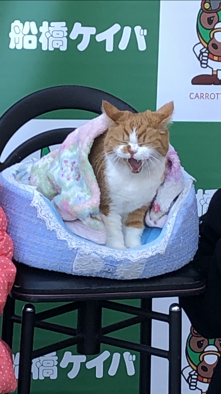 【飼い猫】お悩み相談室