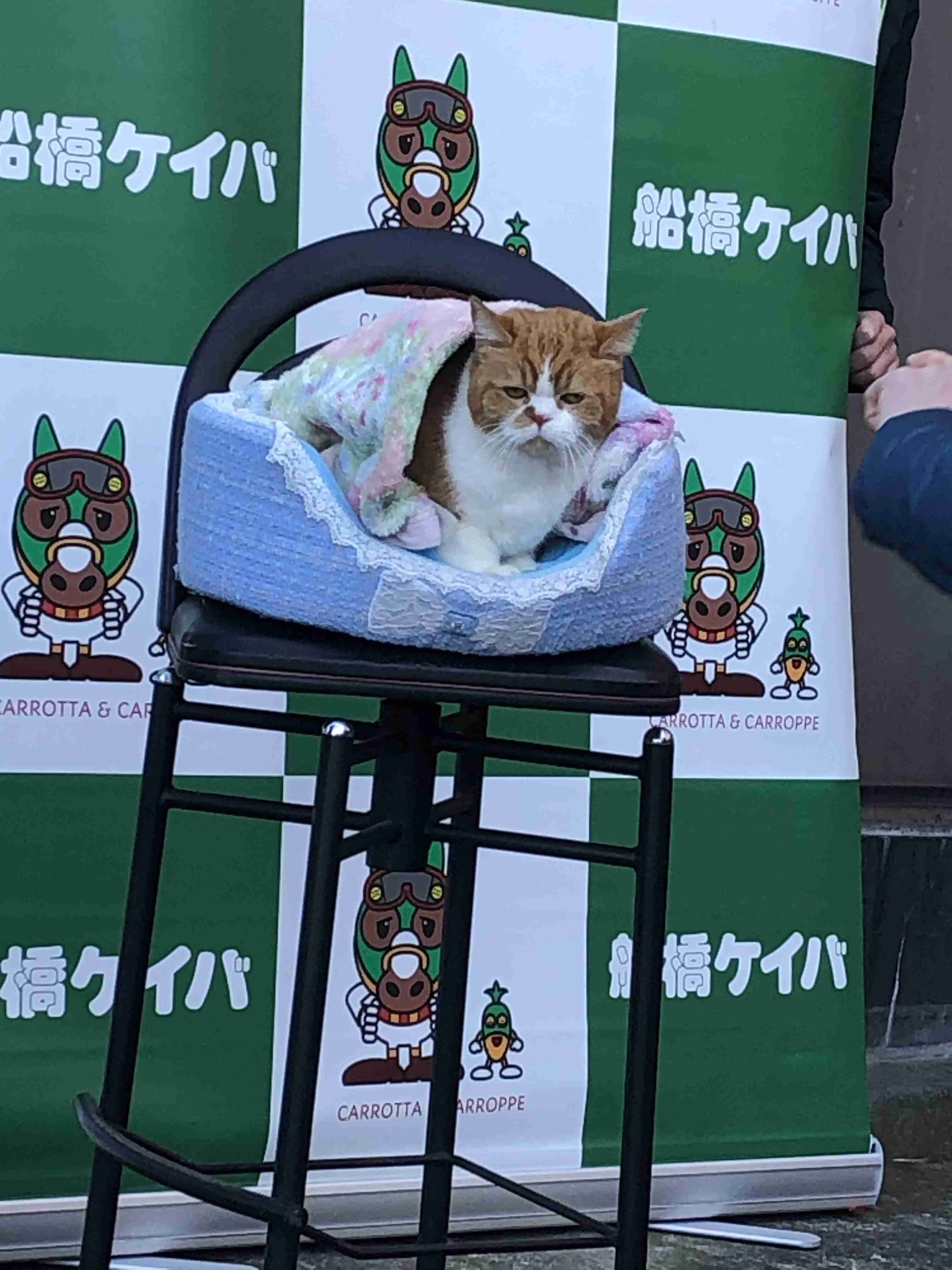【飼い猫】お悩み相談室