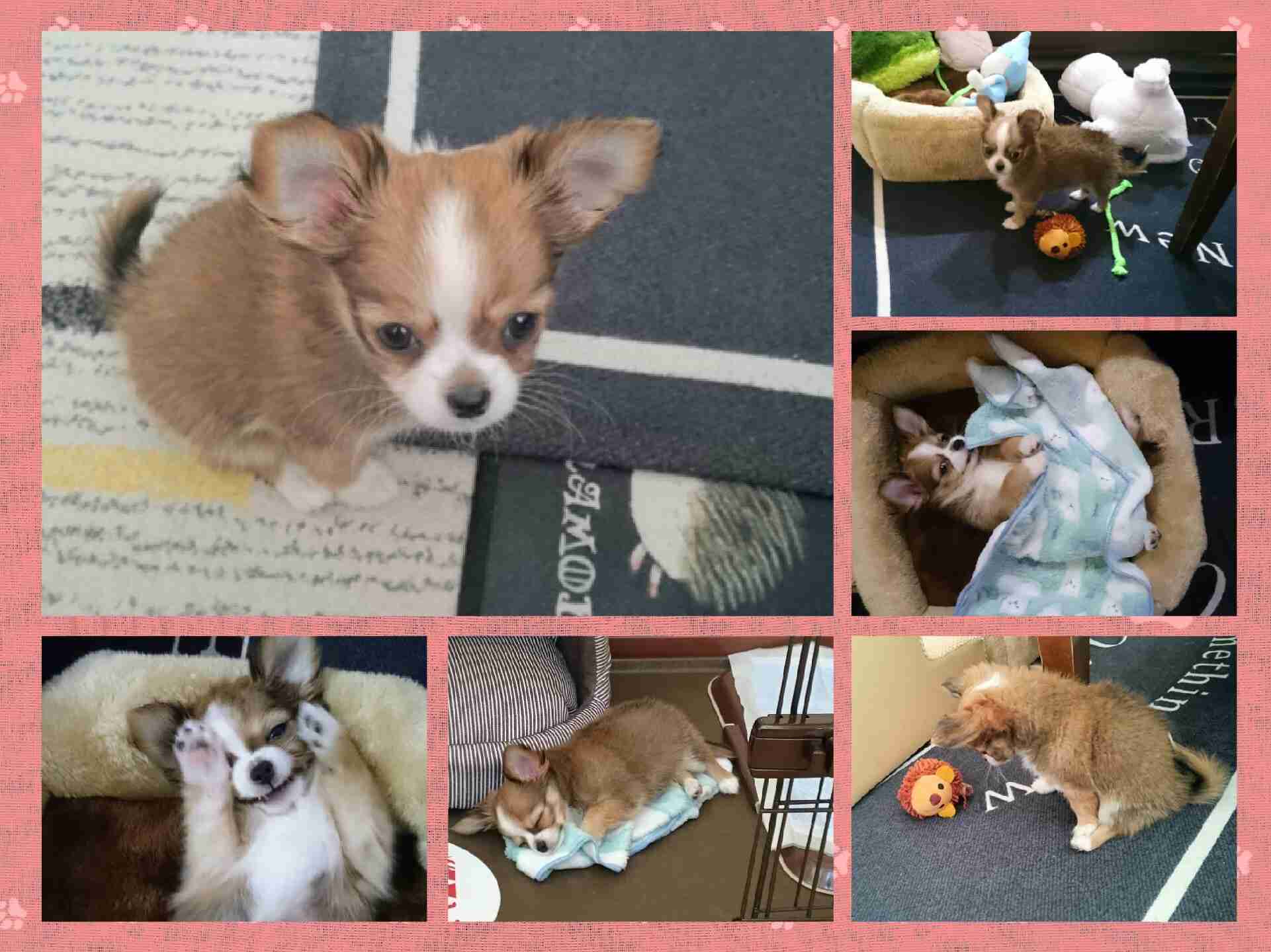 個犬情報を晒すトピ