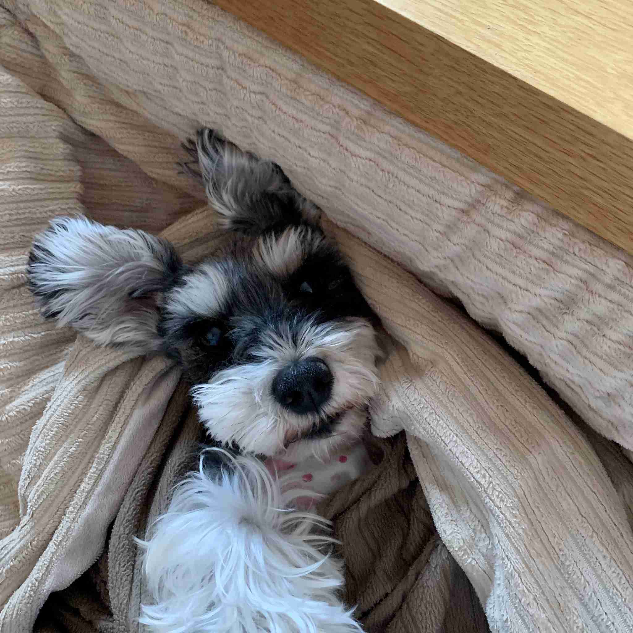 個犬情報を晒すトピ