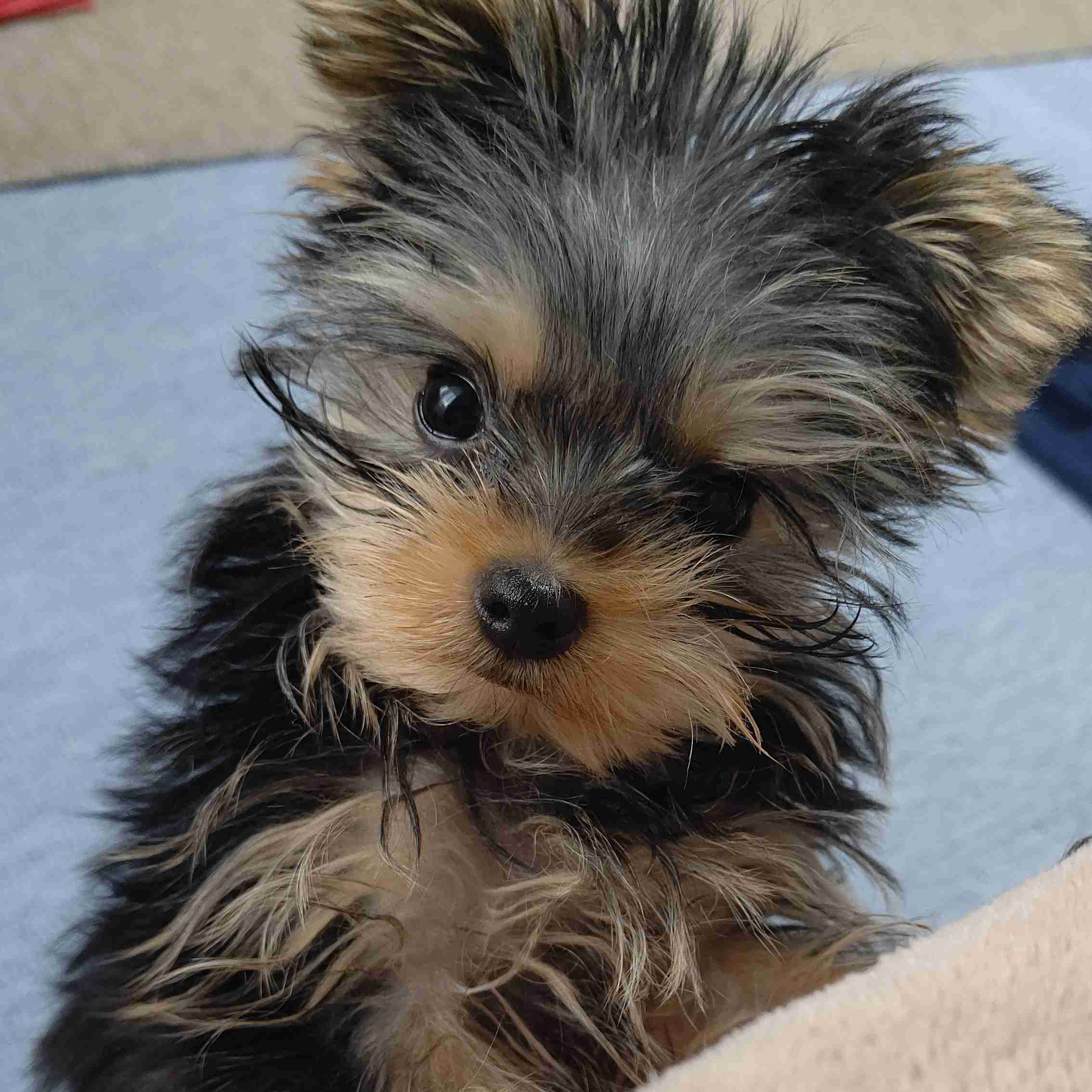 個犬情報を晒すトピ