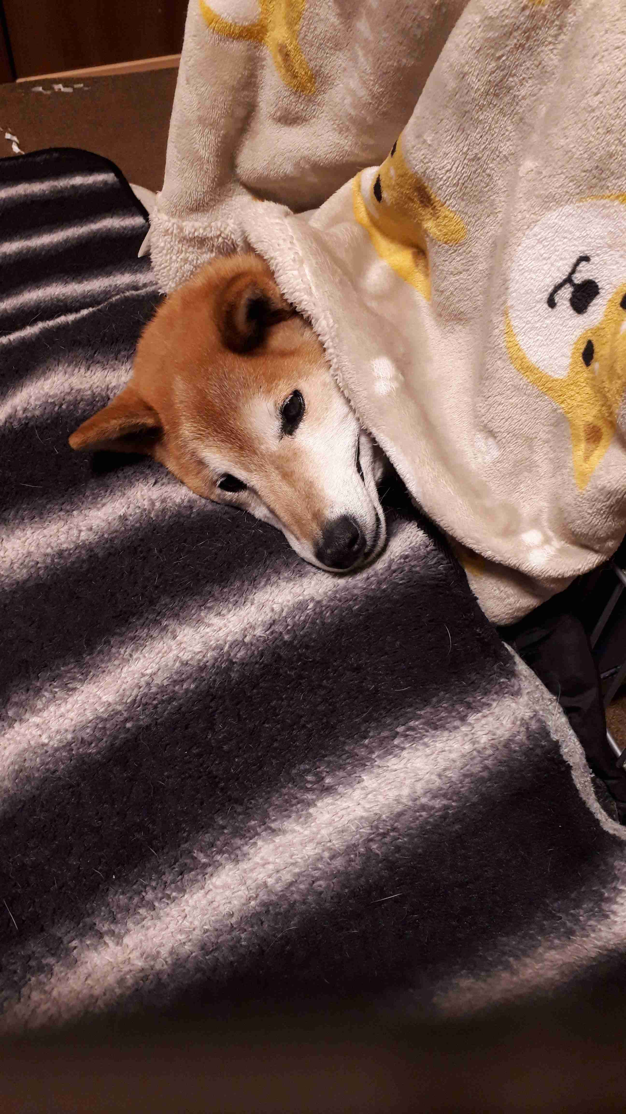 個犬情報を晒すトピ