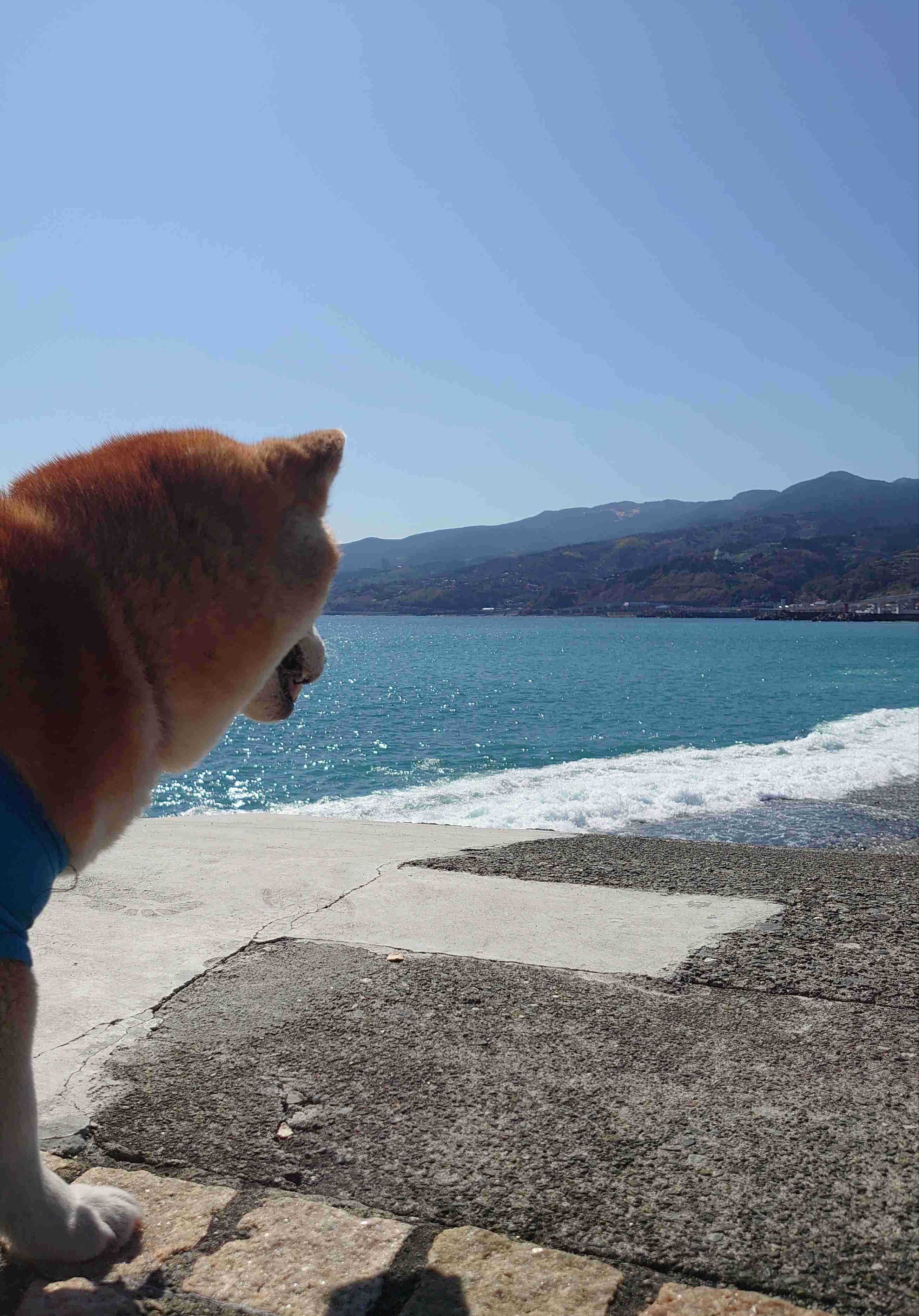 個犬情報を晒すトピ