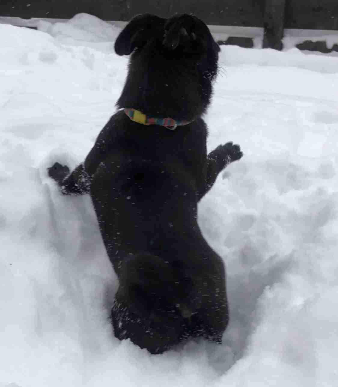 個犬情報を晒すトピ