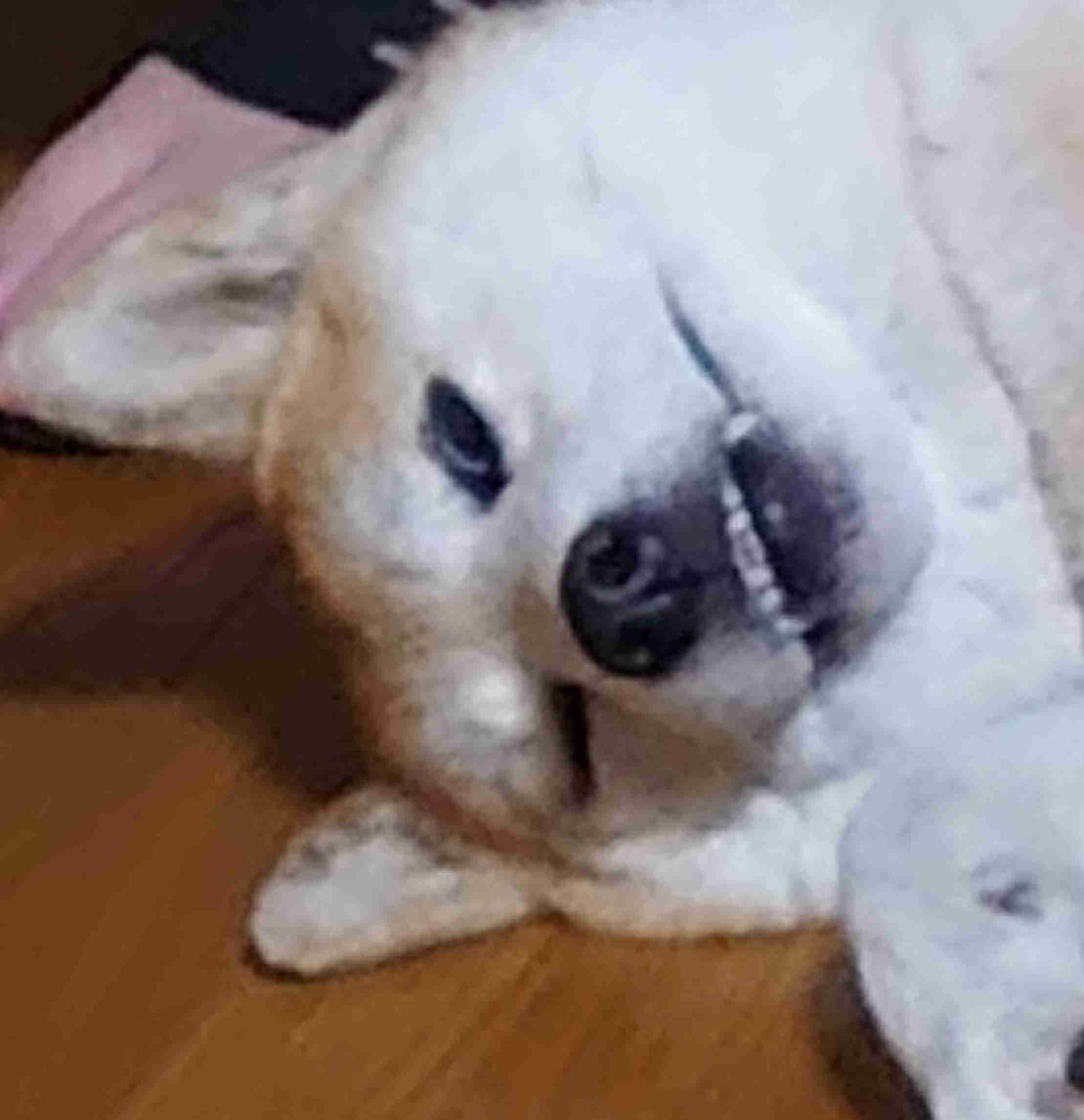 個犬情報を晒すトピ