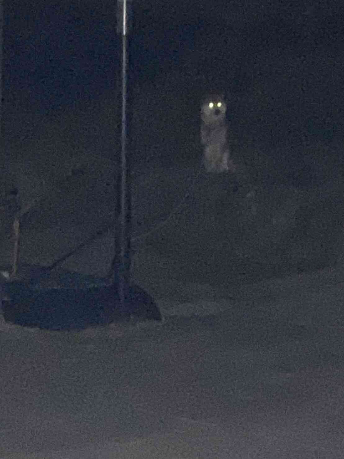 個犬情報を晒すトピ