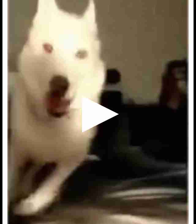個犬情報を晒すトピ
