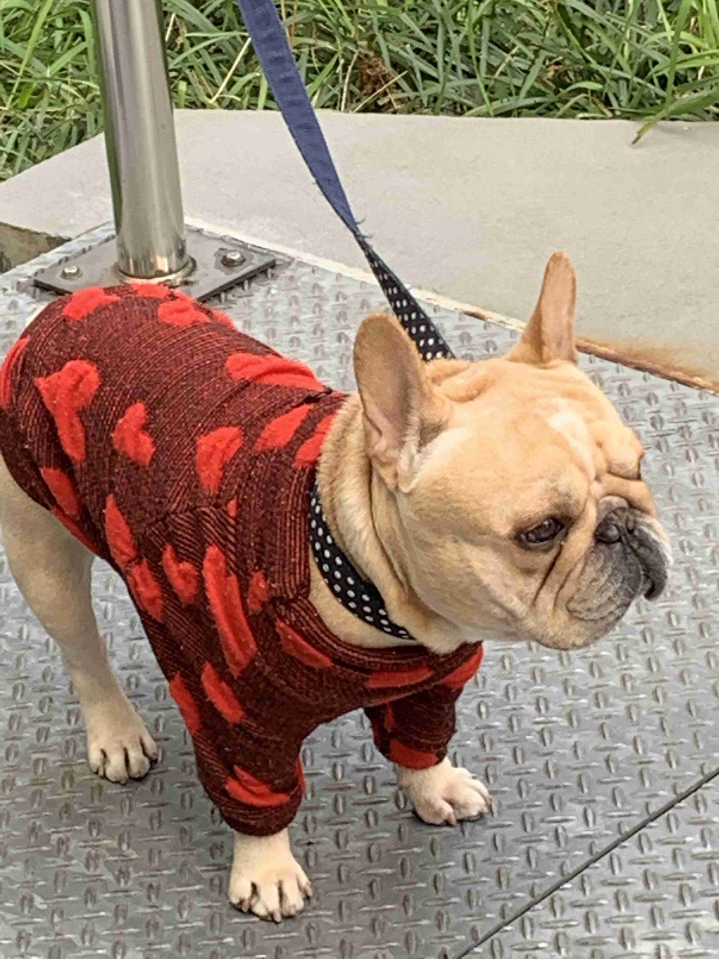 個犬情報を晒すトピ
