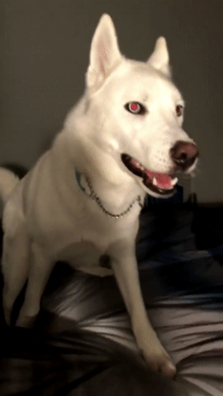 個犬情報を晒すトピ