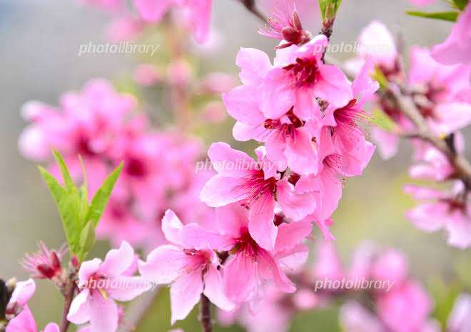 【開催】ガル民のひな祭りパーティー