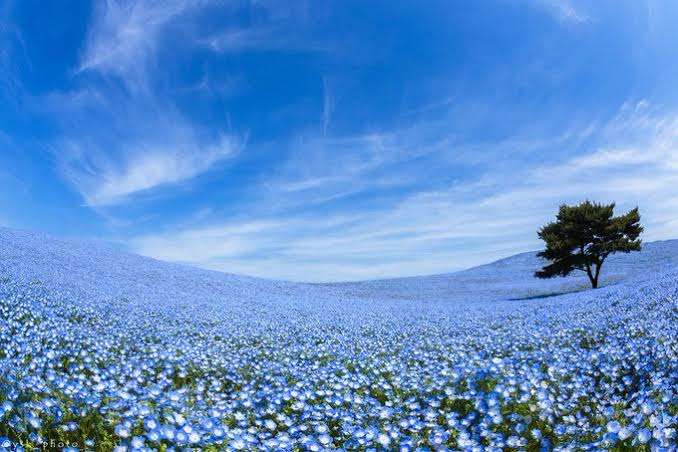 【在宅旅】日本の絶景を楽しむトピ