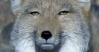 【実況・感想】ザ・ノンフィクション　3つの病と闘う怜奈　～結婚5年目のさざ波～