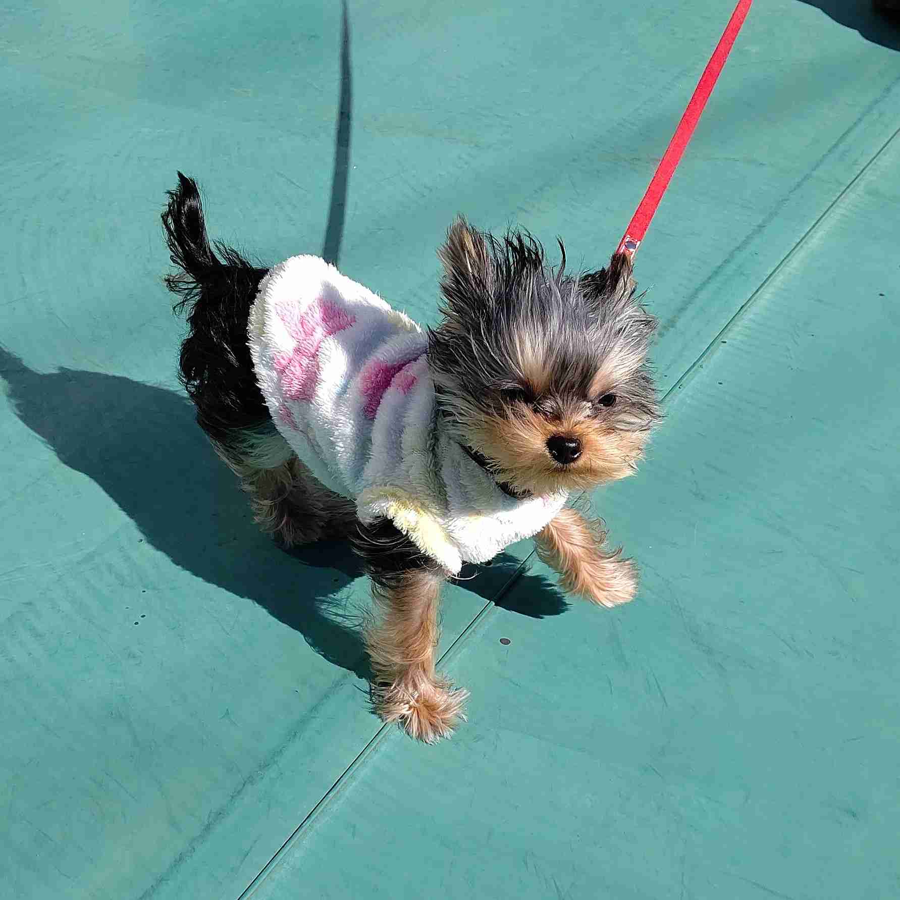 風が苦手です。