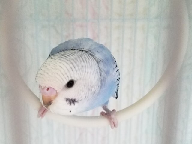 今、癒されるものは何ですか？