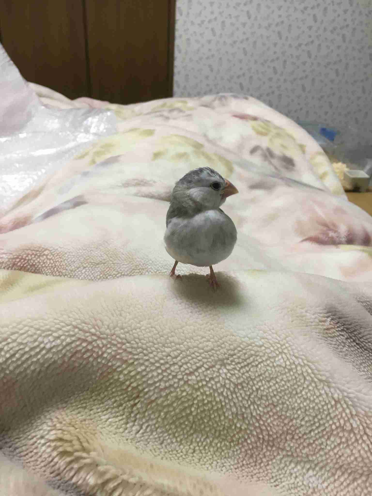 今、癒されるものは何ですか？