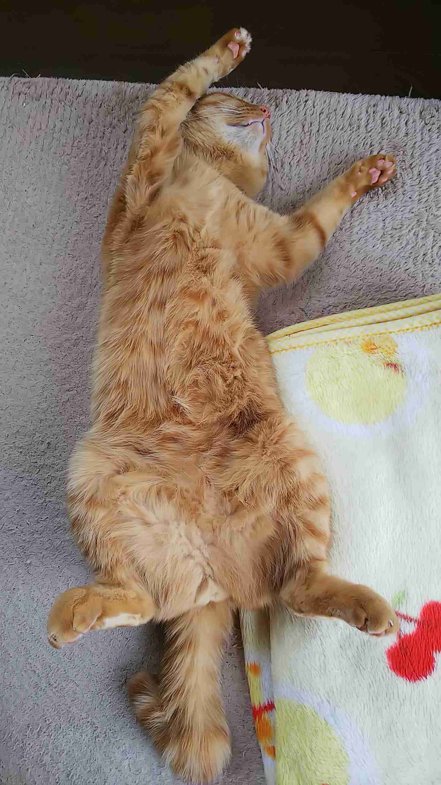 今、癒されるものは何ですか？