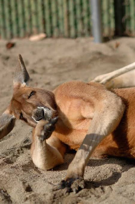 カンガルーの面白い画像 ガールズちゃんねる Girls Channel