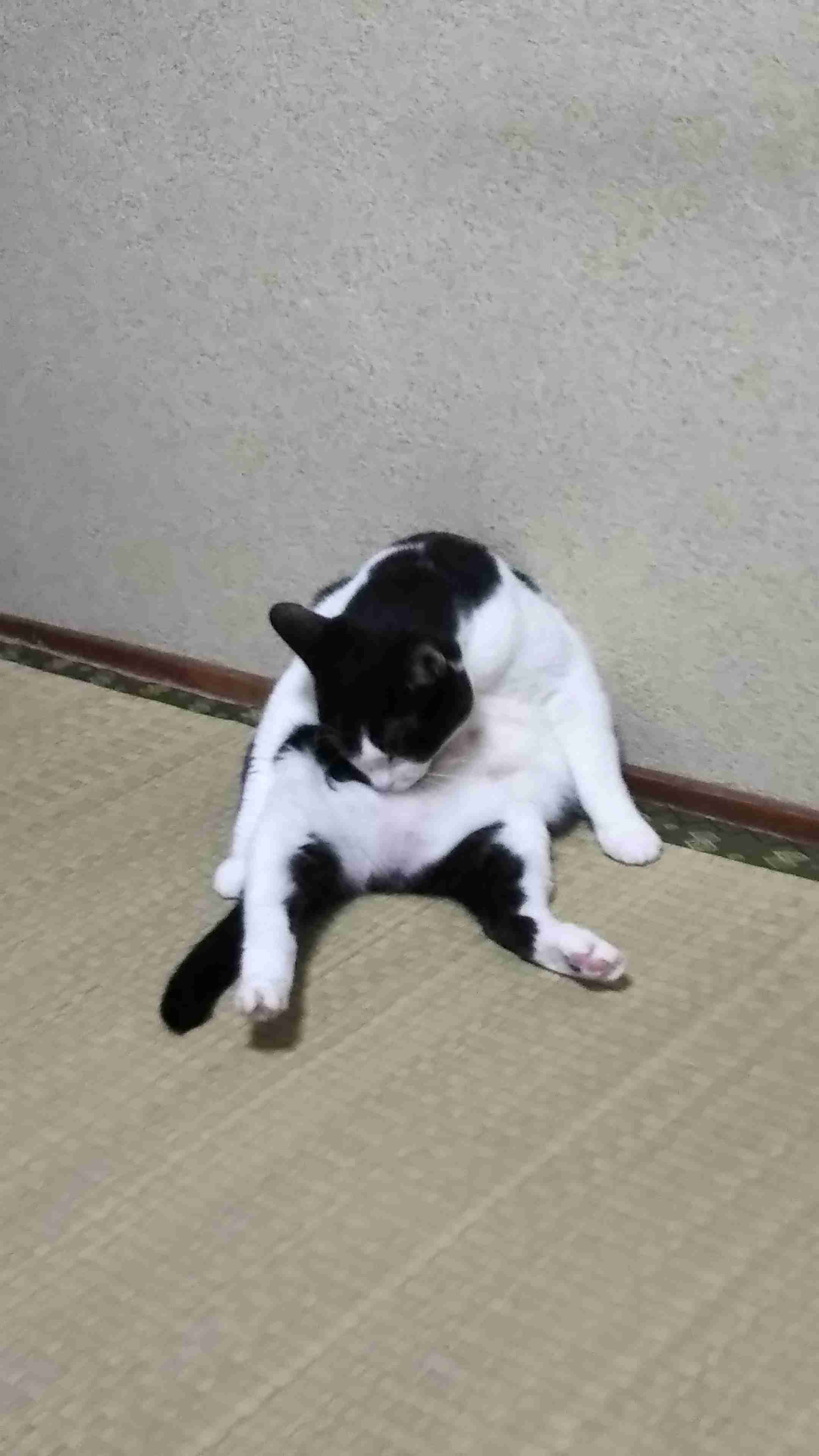 「猫ってこと忘れてません？」　日に日におじさん感が増す猫の姿
