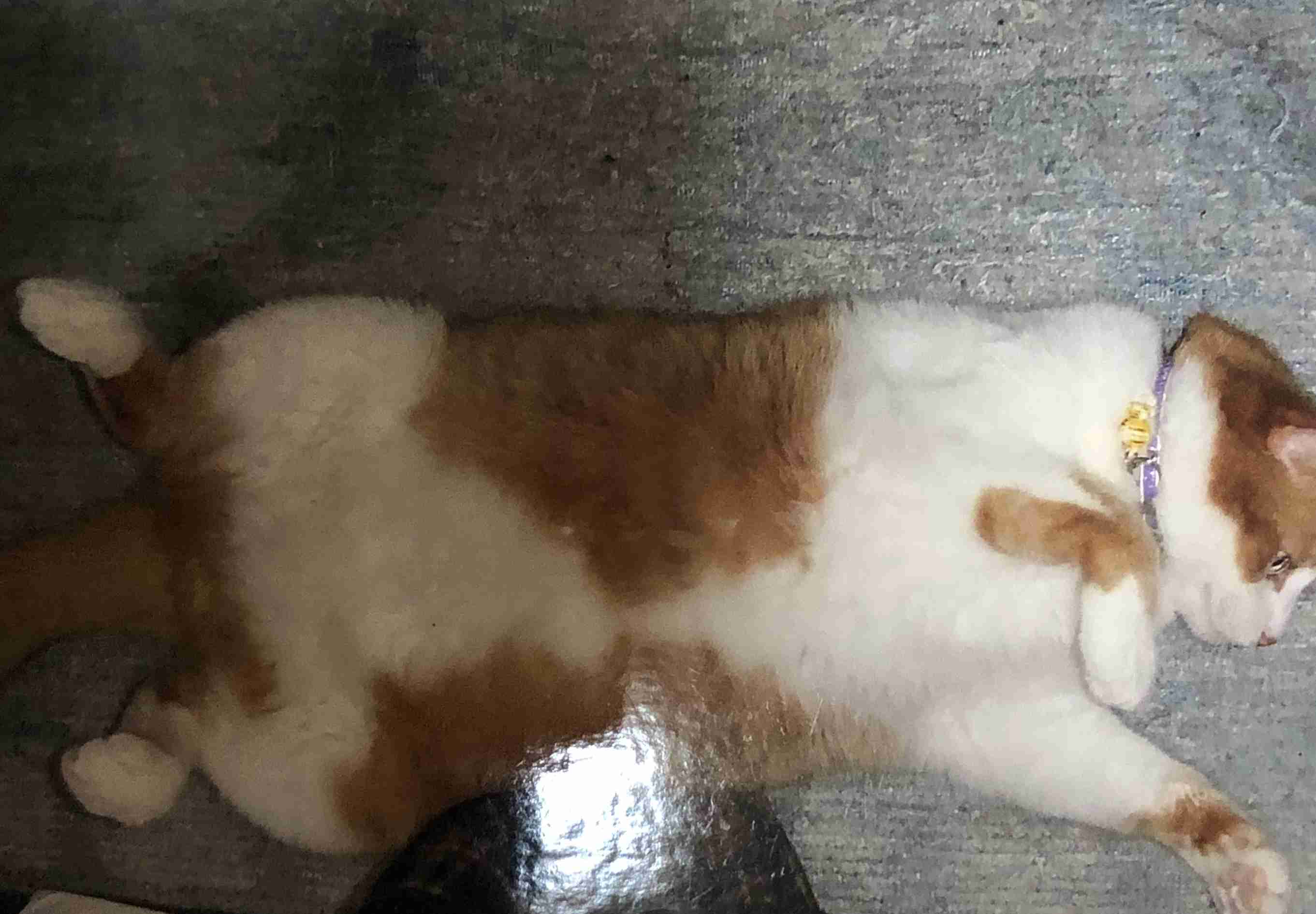 「猫ってこと忘れてません？」　日に日におじさん感が増す猫の姿