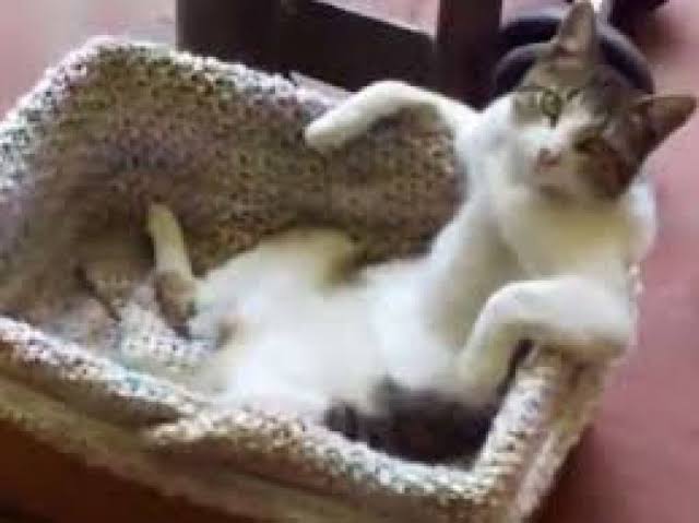 「猫ってこと忘れてません？」　日に日におじさん感が増す猫の姿