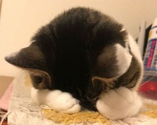 「猫ってこと忘れてません？」　日に日におじさん感が増す猫の姿