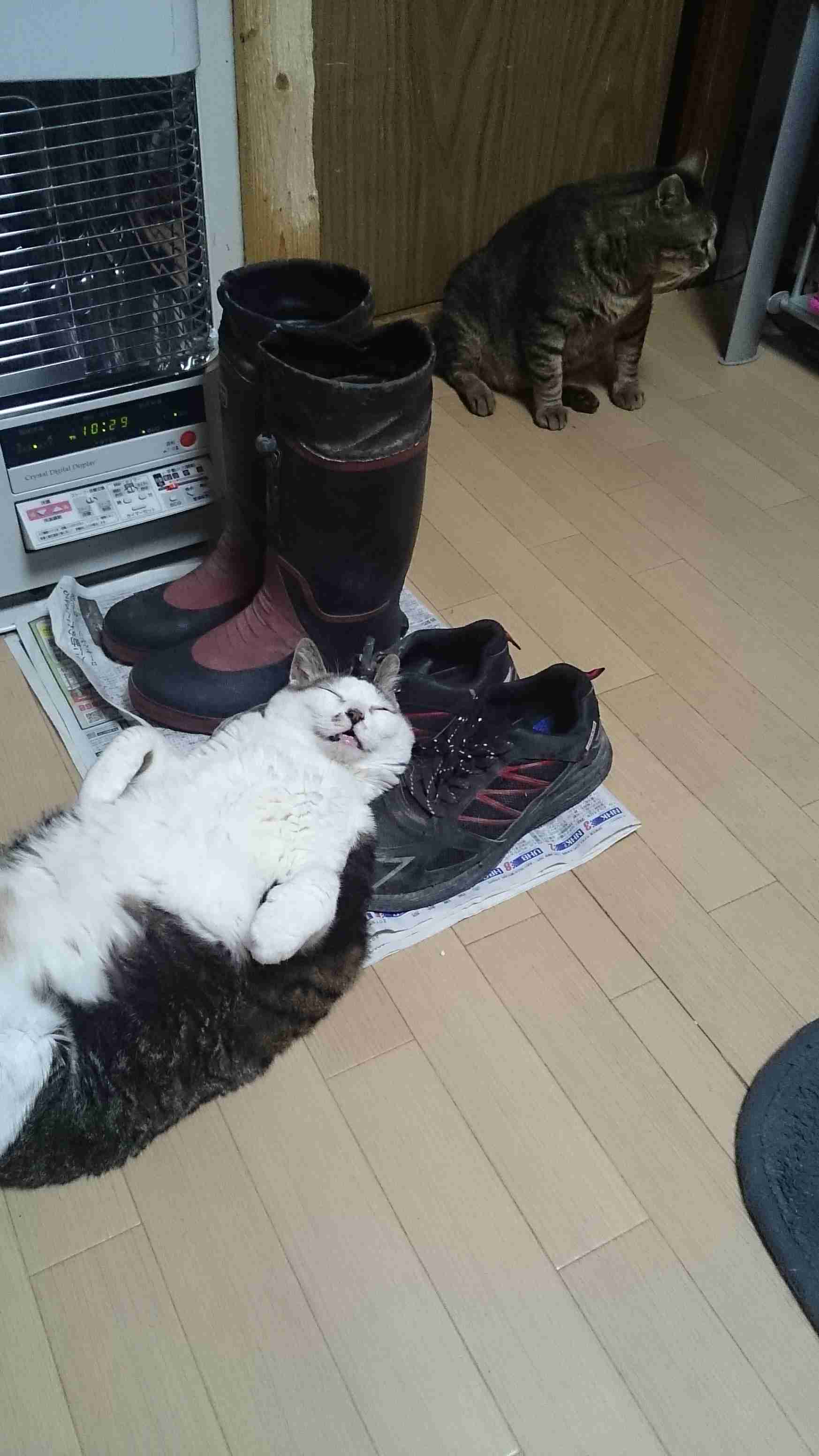 「猫ってこと忘れてません？」　日に日におじさん感が増す猫の姿