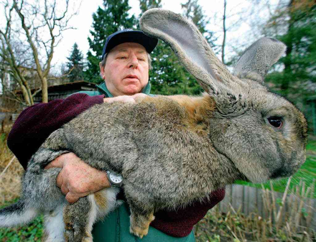 大きい動物が好きな人